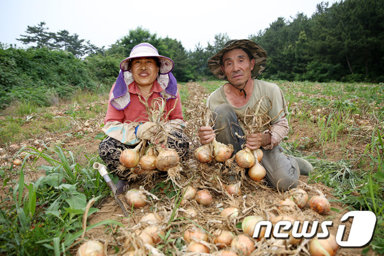 [단신]서산 양파 농가 수확 ‘한창’