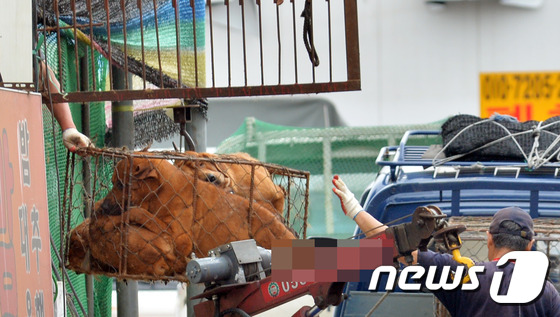 개식용 유통현장 포착