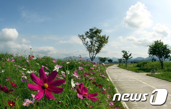 강나루 오토캠핑장에 핀 코스모스