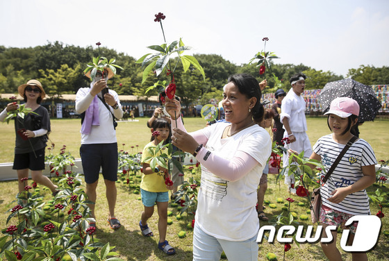 함양산삼축제 외국인도 캐는 산삼