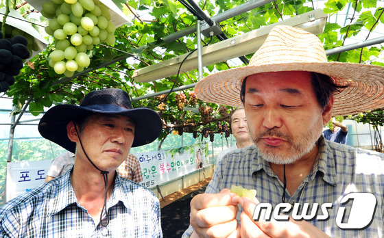 김무성 김제 청포도 맛있네