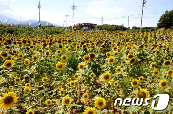 황금빛 물결의 해바라기 밭