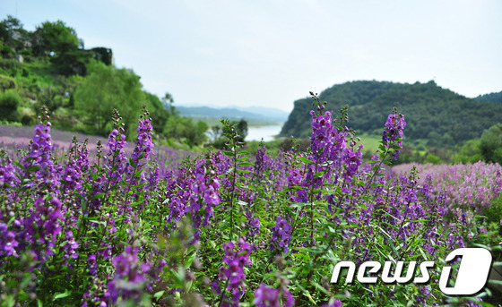 연천 허브빌리지, 10월까지 ‘안젤로니아 축제’ 개최