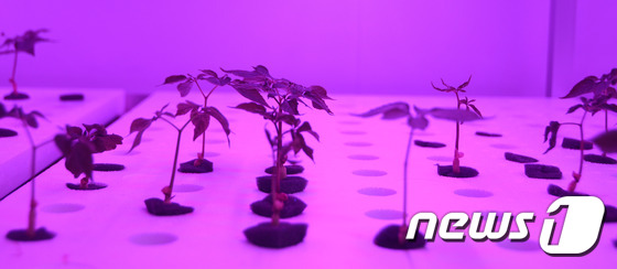 [우리고장 강소기업](주)대일 기능성 김치로 시장 확대