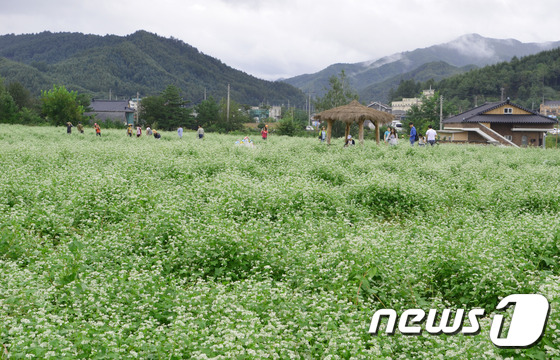 가을추억은 봉평 메밀꽃밭에서