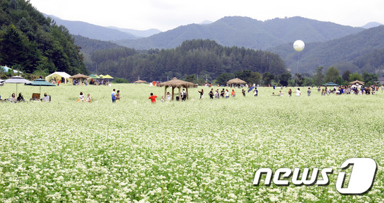 [영상]봉평은 아직 메밀꽃 필 무렵…추석 이후까지 만개