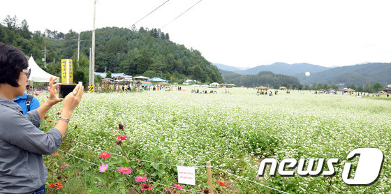 [영상]봉평은 아직 메밀꽃 필 무렵…추석 이후까지 만개