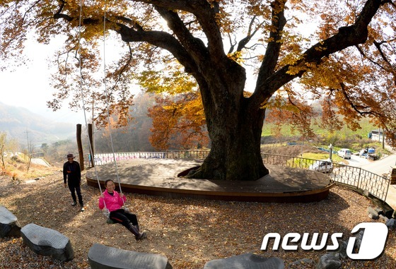 느티나무 아래 그네타기