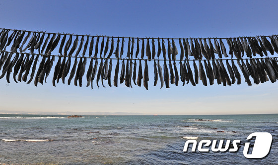 해풍에 익어가는 꽁치 과메기