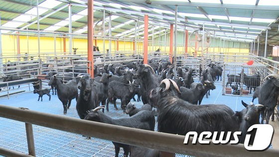 순창군, 전국 흑염소 메카 급부상…사육두수 1만3천여두 전북 최고