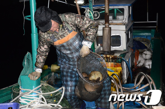 [화보]설연휴 잊은 어부들 만선을 기대하며