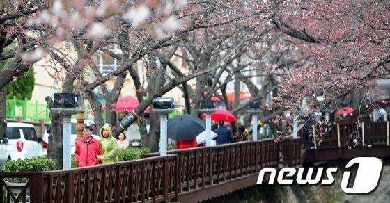 벚꽃 축제 기다리는 진해 로망스다리 