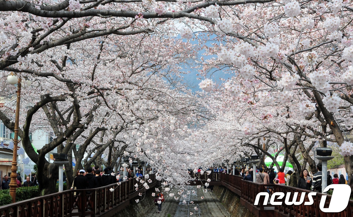 벚꽃 핀 진해 로망스다리