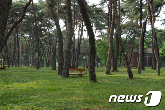 ‘송림에 반하다’…영동 송호관광지 캠핑족 ‘유혹’