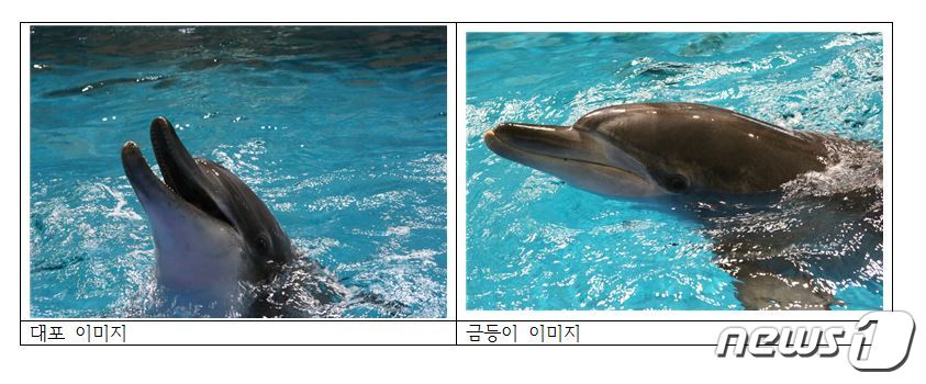 서울대공원, 남방큰돌고래 금등이 대포 고향 제주바다로