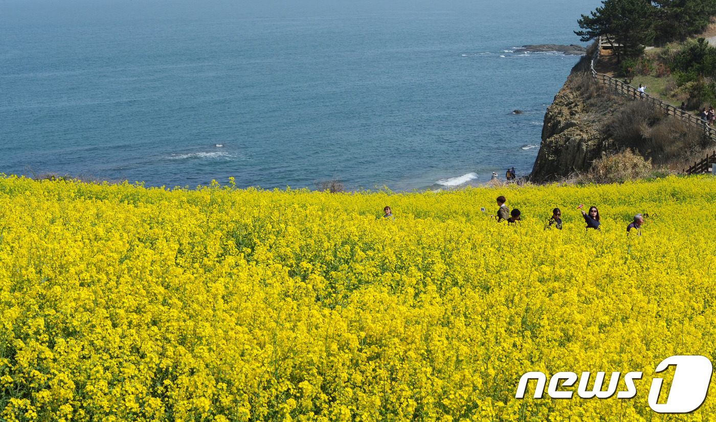 제주도 못지 않은 수성당 유채꽃밭