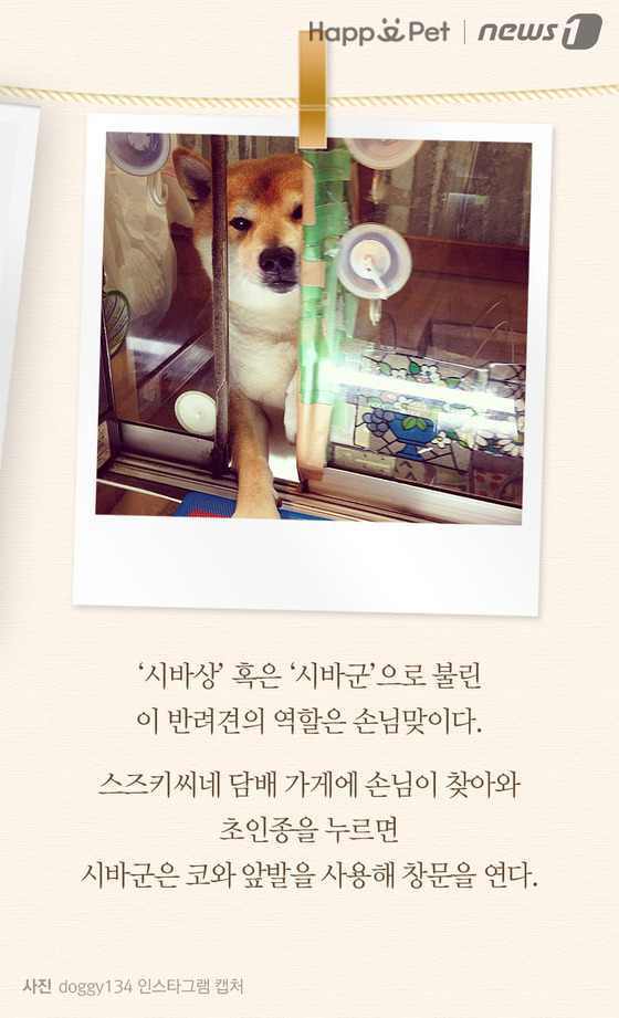 [펫카드] 우리 동네 담배 가게 강아지는 무지하게 예쁘다네