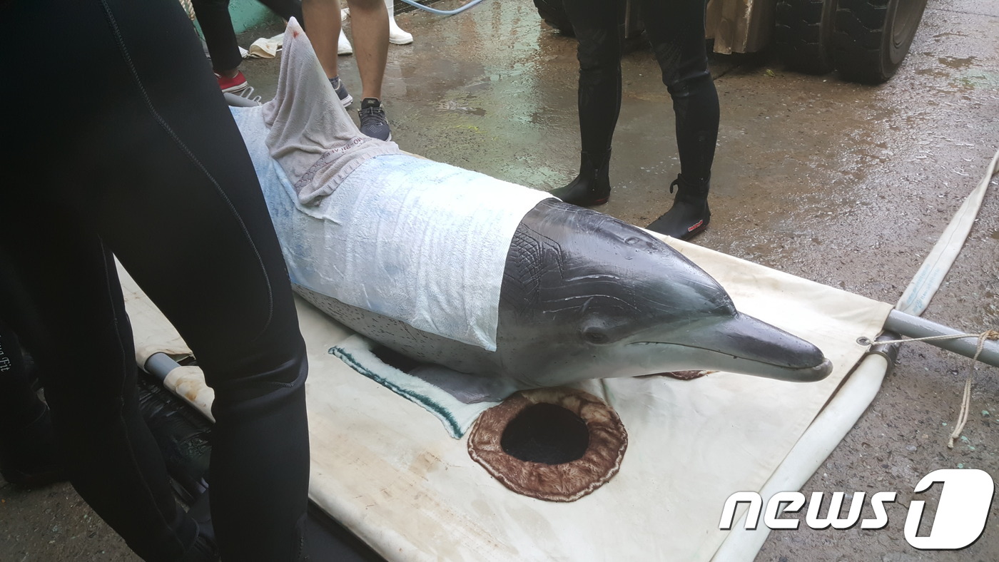 20년만에 귀향길 오른 남방큰돌고래 금등·대포