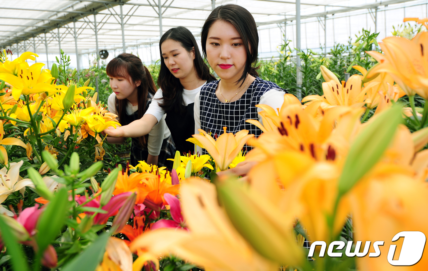 여름 꽃 나리 보러오세요