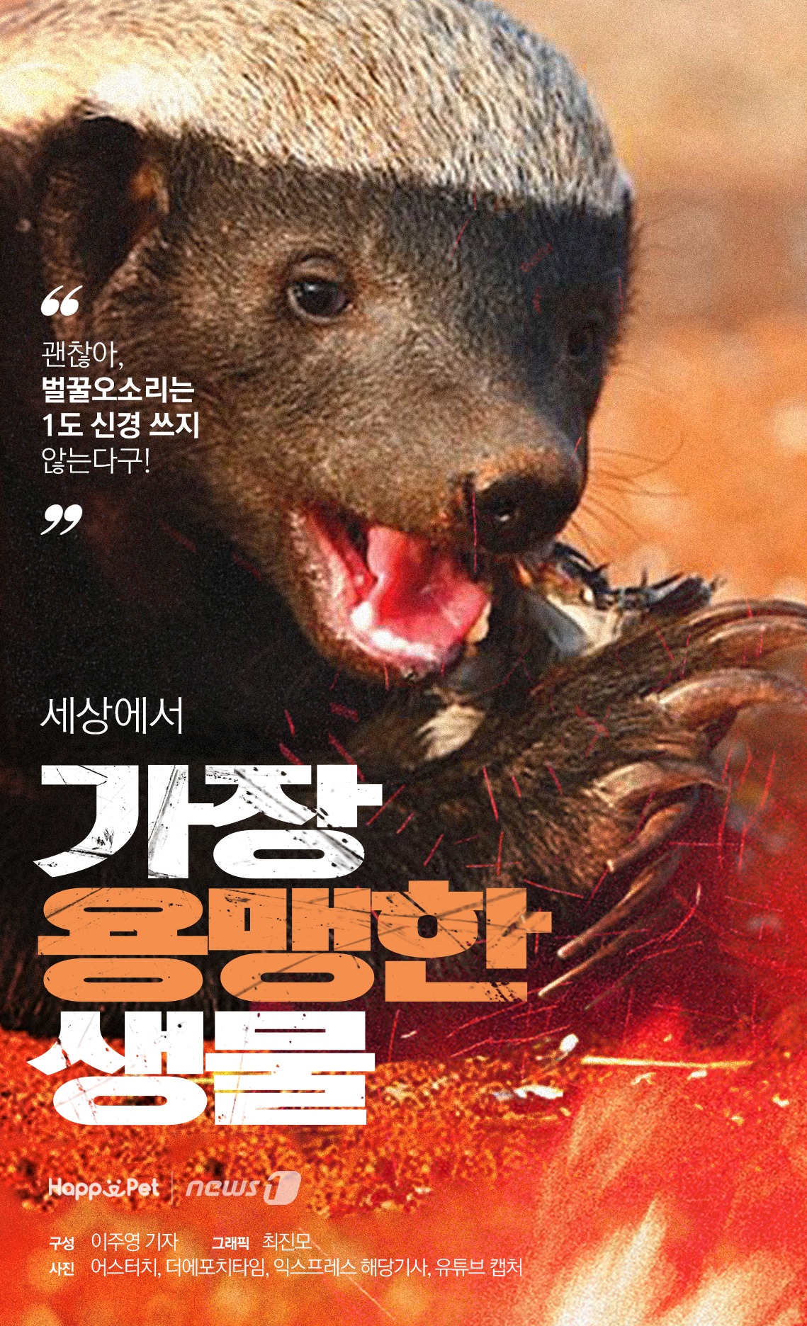 [펫카드] 인생은 벌꿀오소리처럼
