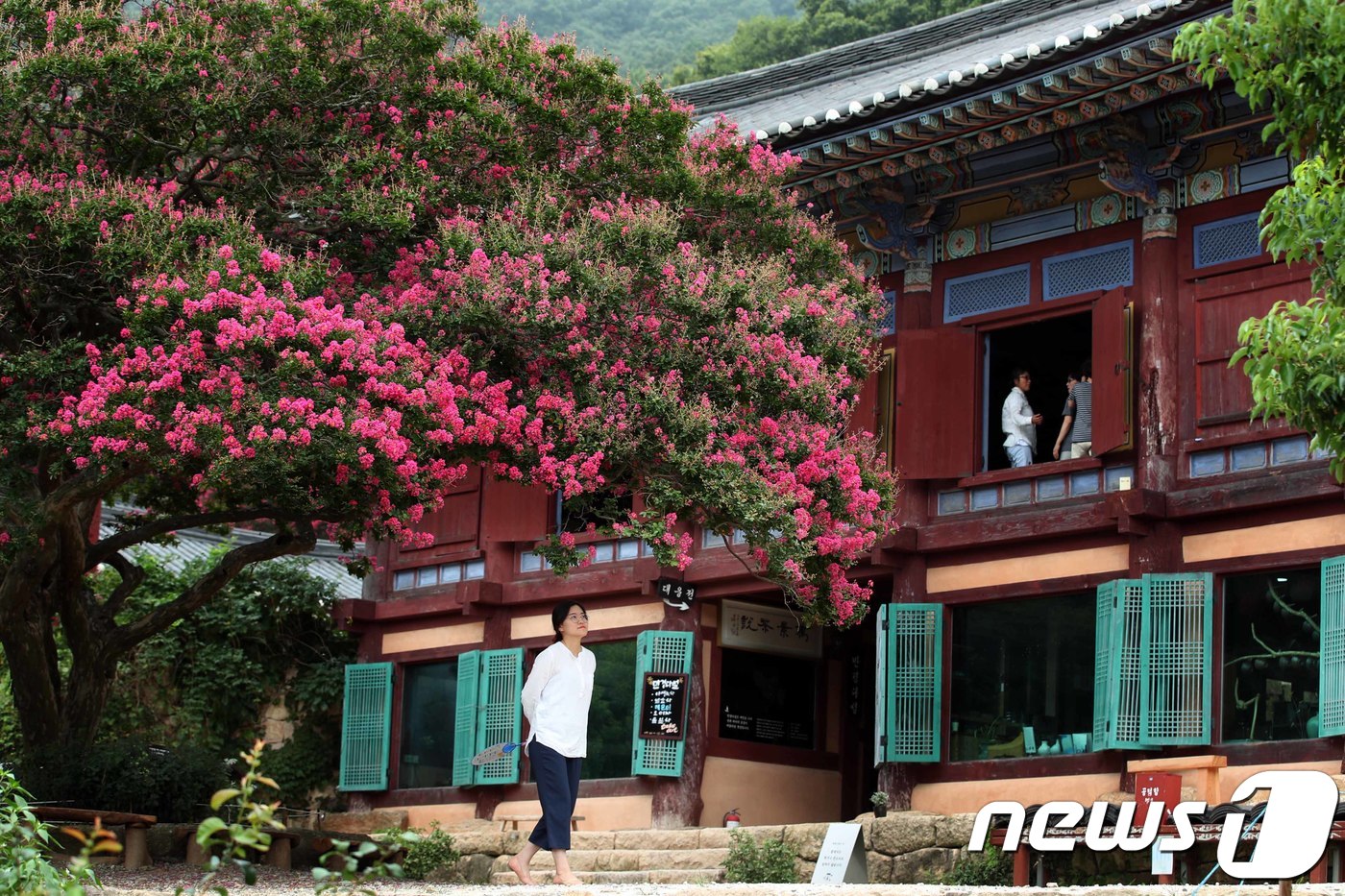 강진 백련사 백일홍...곱게 단장한 붉은꽃 활짝