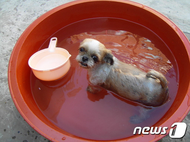[뚱아저씨의 동행] 늙고 병들어 아픈 노령견 반지와 순심이 이야기 