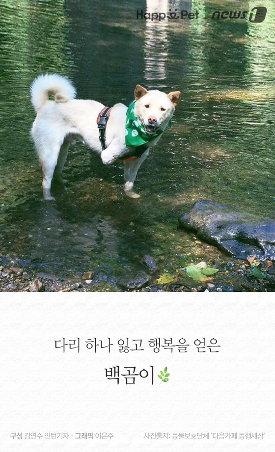 [펫카드] 다리 하나 잃고 행복을 얻은 백곰이