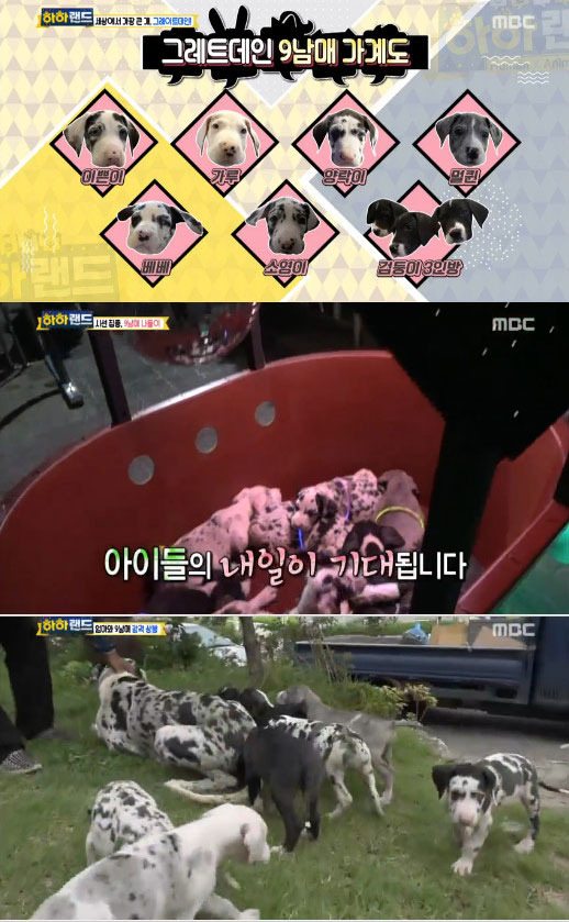 하하랜드 그레이트데인 9남매, 좌충우돌 나들이 관심폭발