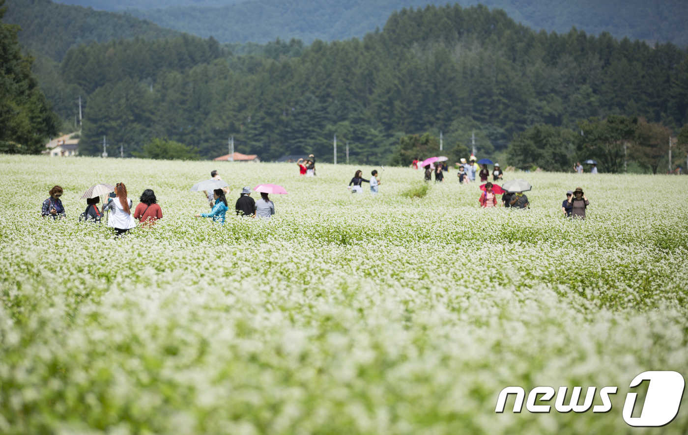 메밀꽃 필 무렵…평창 효석문화제
