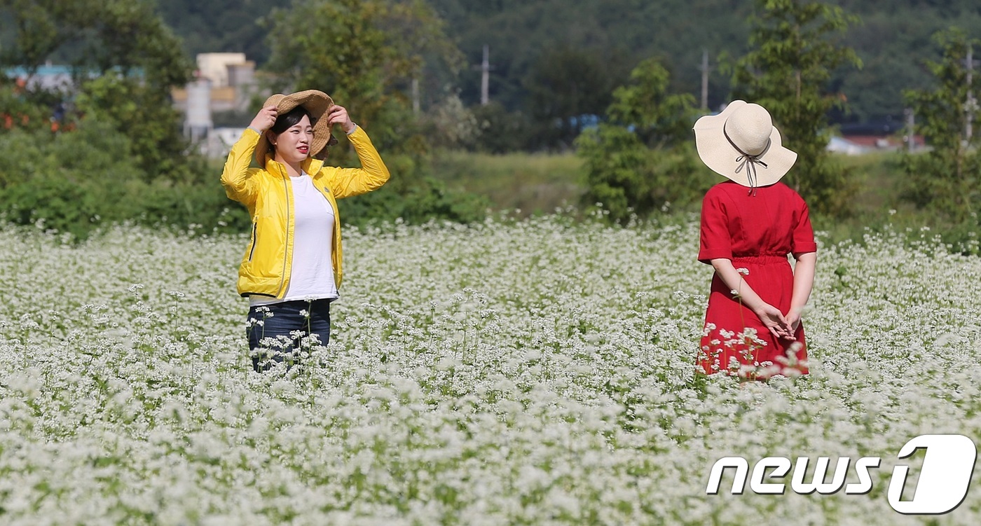 메밀밭에서 느끼는 가을정취