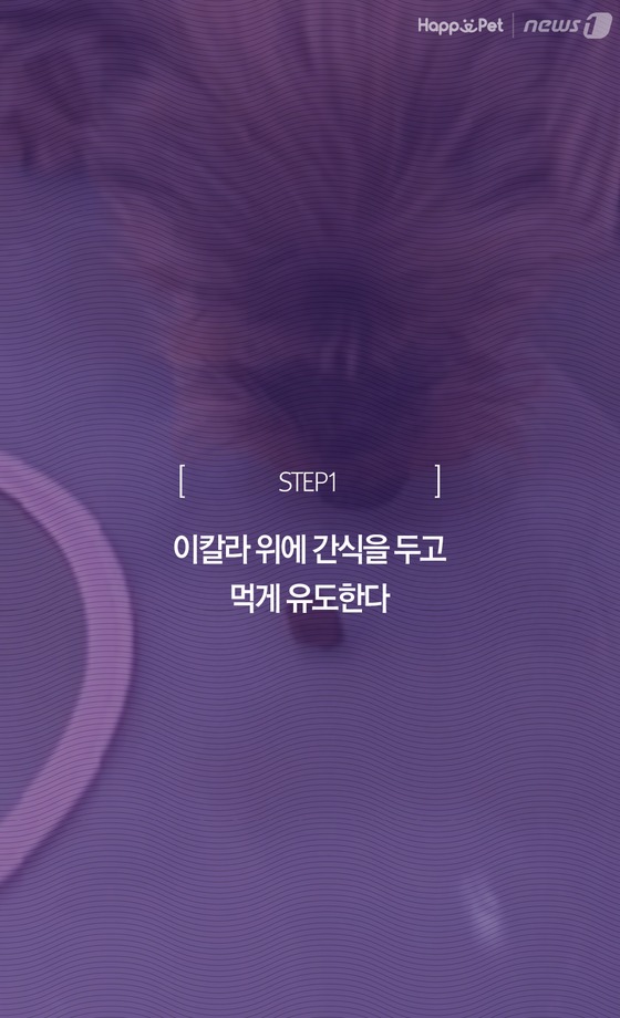 [펫카드] 반려동물 엘리자베스 칼라 쉽게 착용하기