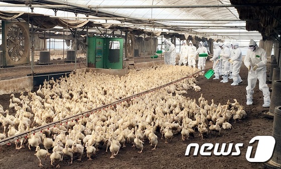 충북 오리 사육 급감…한우·돼지는 증가