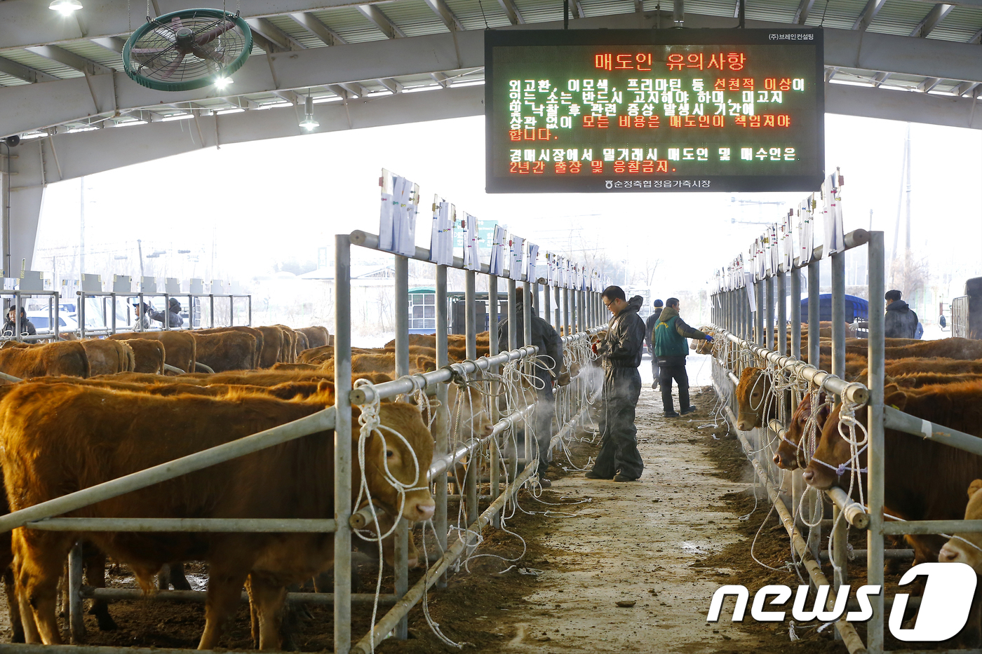 새해 첫 우시장 열기