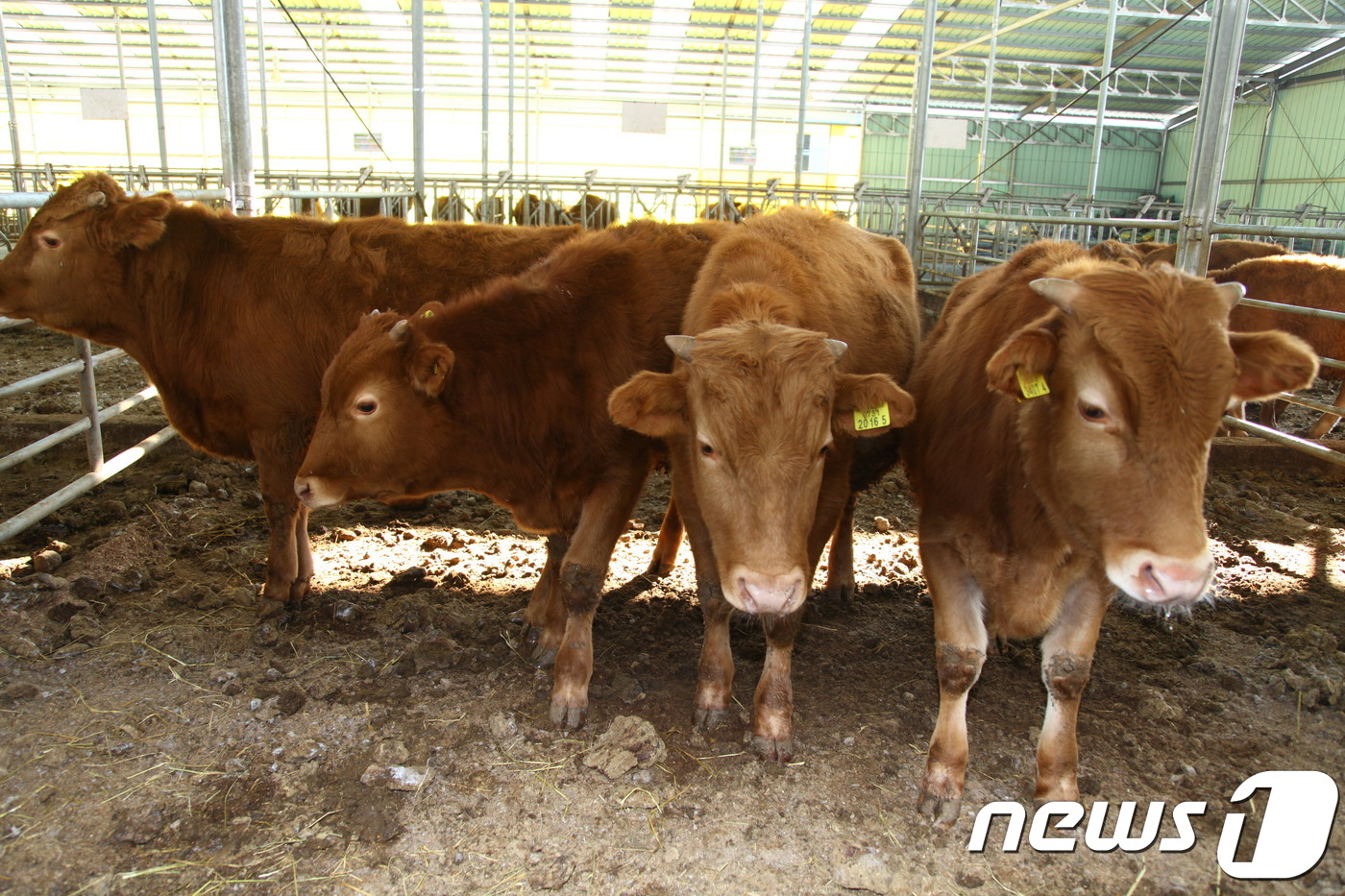 보은군, 축산업 경쟁력 강화…46개 사업에 53억 투입