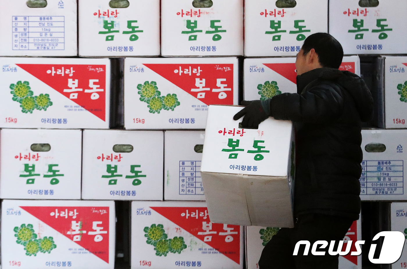 향긋한 봄내음 봄동 출하