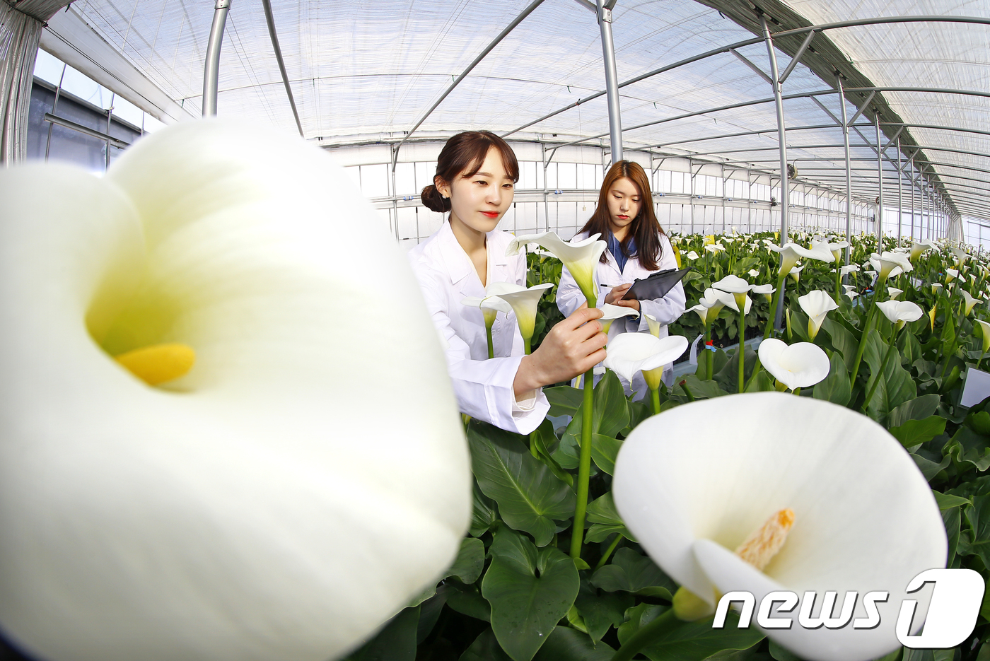 칼라꽃이 활짝 피었습니다