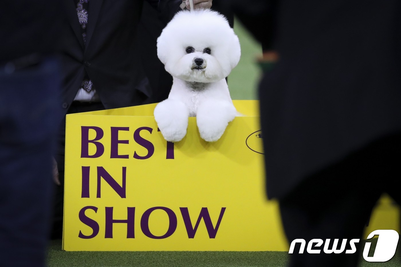 美 웨스트민스터 도그쇼, 1위 비숑 프리제 플린