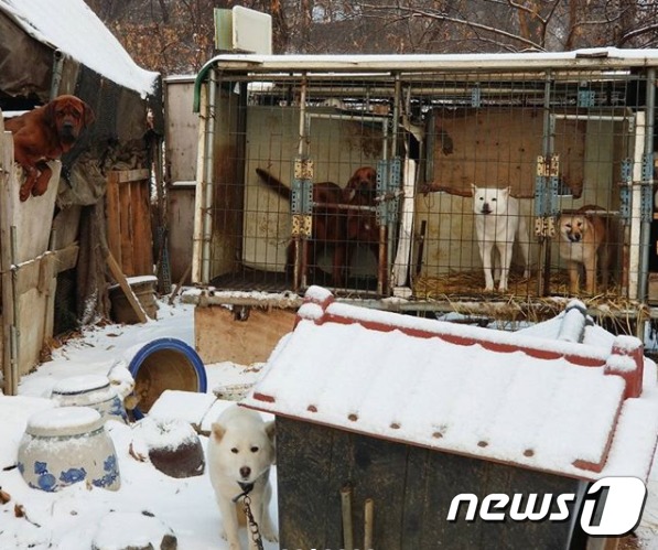 HSI, 폐쇄하는 시흥 개농장에서 80마리 개 구조예정