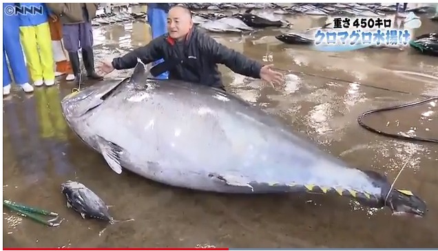 450kg 거대 참치 日수산시장에서 8755만원에 거래
