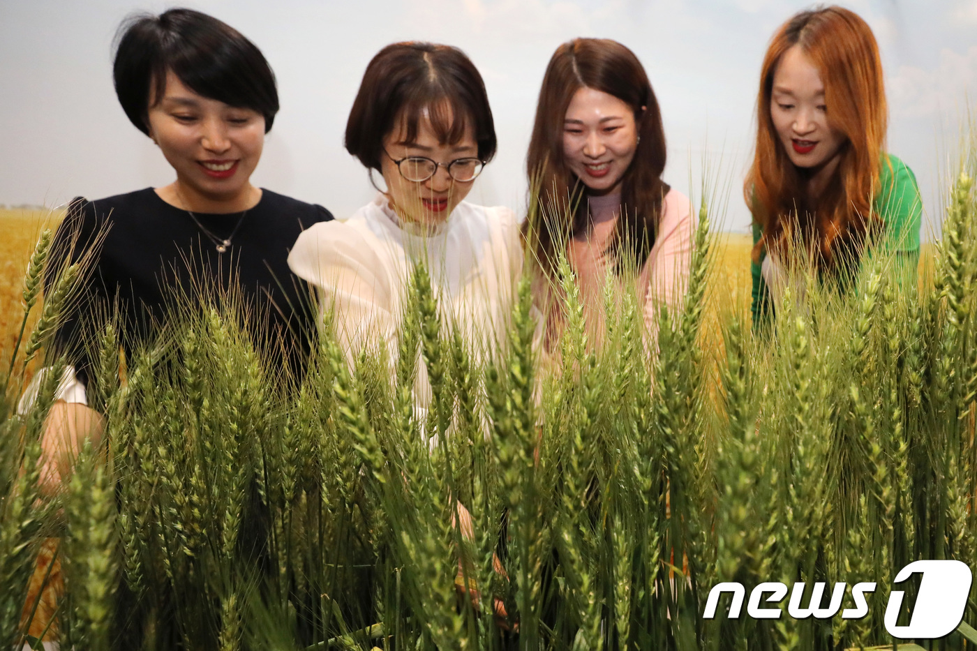 파릇파릇한 우리밀 만져봐요