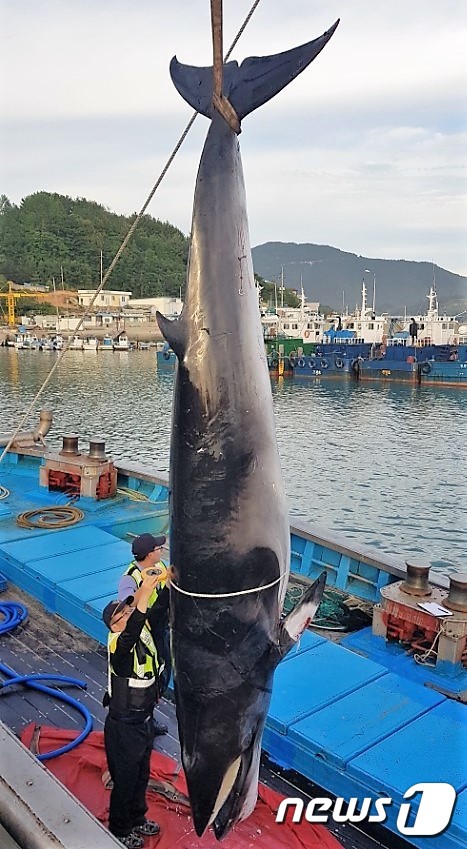 여수 남면 해상서 밍크고래 1마리 그물에 걸려
