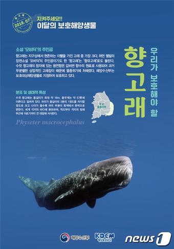 소설 모비딕 주인공 향고래...해수부, 7월 보호해양생물로 선정