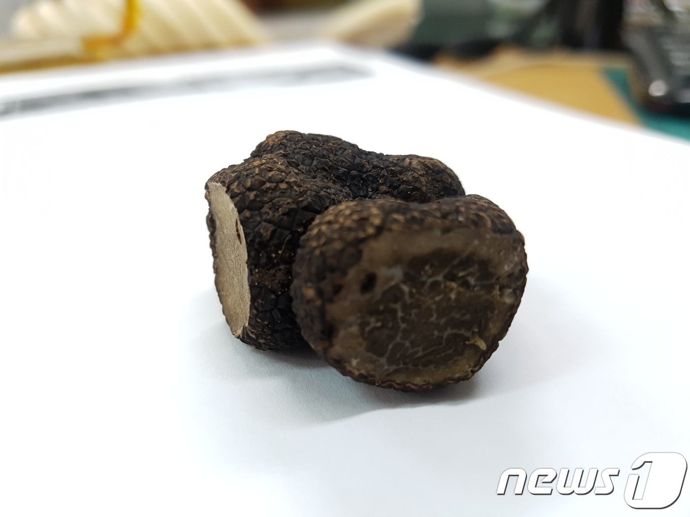 전남산림연구소, 고가 버섯 트러플 증식 기술 개발