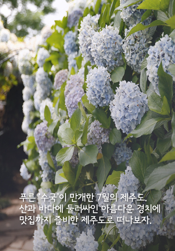 [카드뉴스] 7월 제주가 좋다 제주도 맛집 5곳