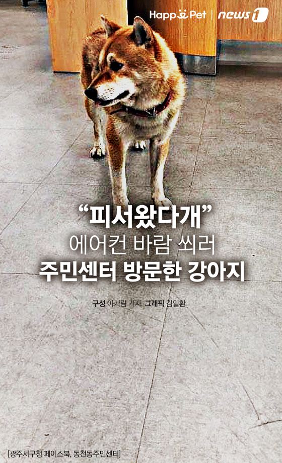 [펫카드]피서오시개…에어컨바람 쐬러 주민센터 간 강아지