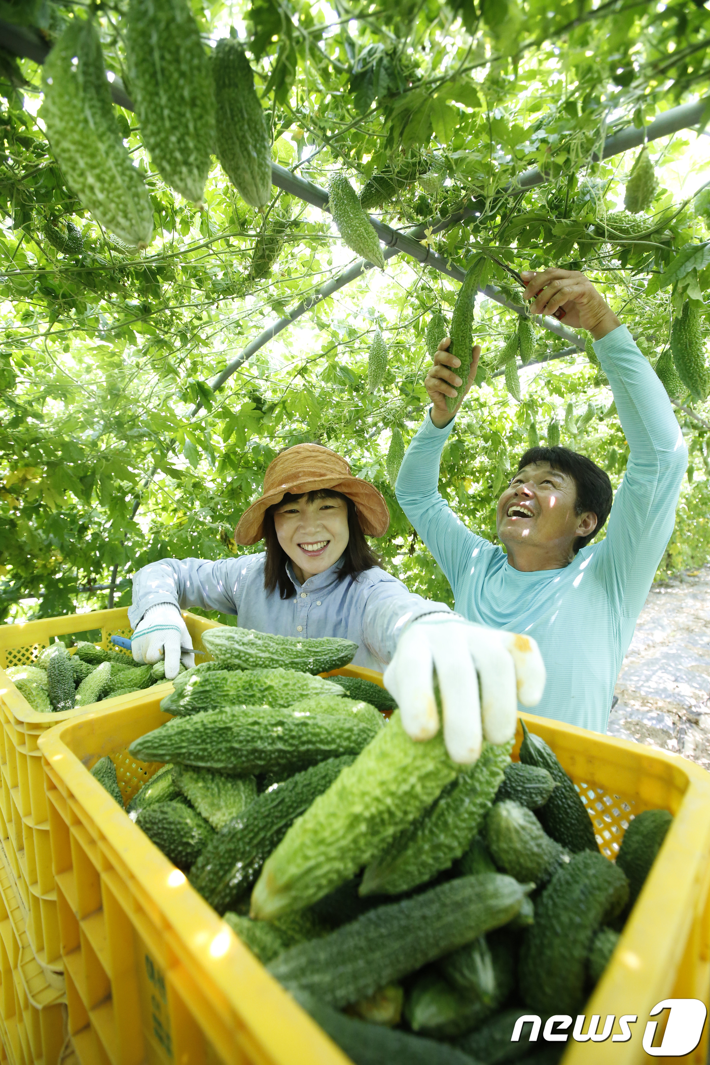 여주 수확 한창