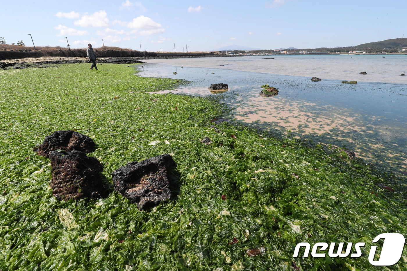 23년째 파래 전쟁 제주 신양해수욕장 해결책 없나