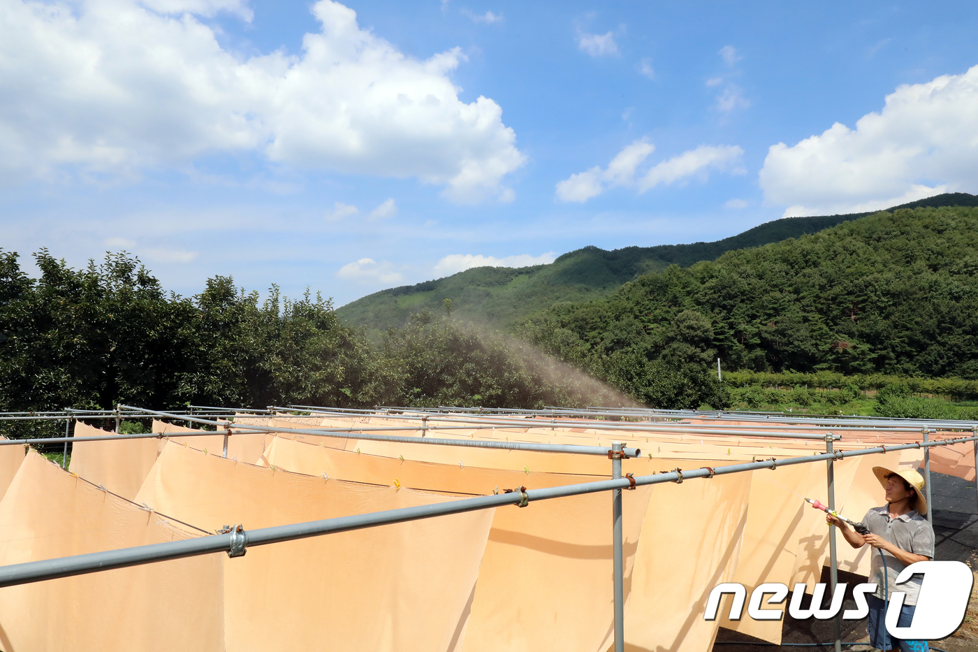 파란하늘 아래 곱게 물드는 감물염색