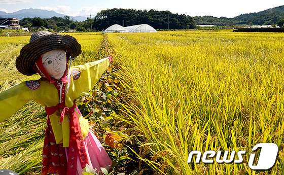 가을 익어가는 8~9일, 횡성 밤두둑마을 허수아비 축제