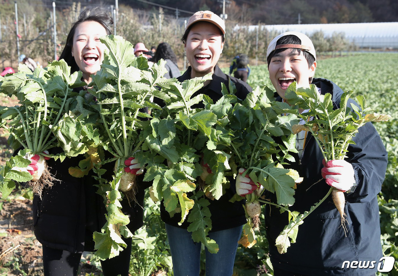 [양구소식] 겨울 웰빙식품 펀치볼 시래기 본격 출하